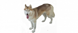 Siberian Husky Clipart png - Free Clipart on Dumielauxepices.net