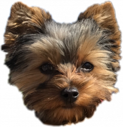 yorkie dog clipart - image #16