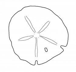 Best Sand Dollar Clip Art #8012 - Clipartion.com