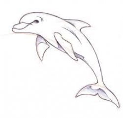 Image result for dolphin drawing | dolphin tattoos | Dolphin drawing ...