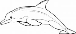 Spinner Dolphin Drawing | Free download best Spinner Dolphin Drawing ...