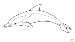 Striped Dolphin coloring page from Dolphins category. Select from ...