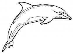 Free Printable Dolphin Pictures, Download Free Clip Art, Free Clip ...