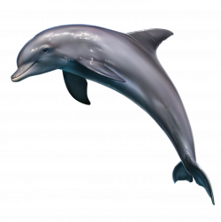 Clipart dolphin realistic, Clipart dolphin realistic Transparent ...