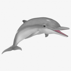 max realistic dolphin animation - Clip Art Library