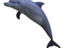 Free Dolphins Clipart, Download Free Clip Art on Owips.com