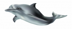 Png Clip Art Image Gallery Yopriceville High - Realistic Dolphin ...