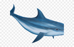 Bottlenose Dolphin Clipart Realistic - Dolphin Png Transparent Png ...