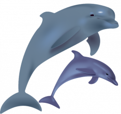 Free Dolphin PNG Transparent Images, Download Free Clip Art, Free ...