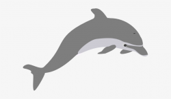 Dolphin - Dolphin Clipart Transparent - Free Transparent PNG ...