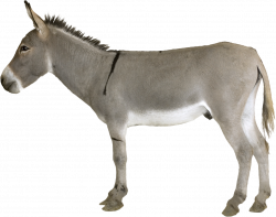 Donkey-free-PNG-transparent-background-images-free-download ...
