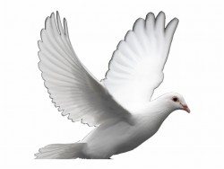 Doves Clipart Freedom - Dove Of Peace, Transparent Png Download For ...