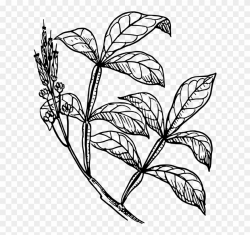 Stem Drawing Plant - Shrub Clipart Drawing - Png Download ...