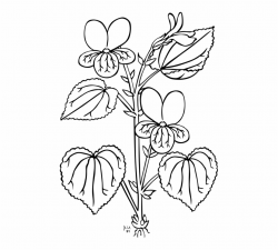 Free Plant Drawing Black And White, Download Free Clip Art ...