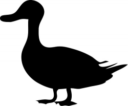 Duck clip art free clipart images - Cliparting.com
