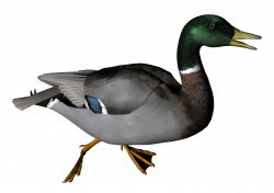 Duck PNG Images Transparent Free Download | PNGMart.com