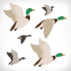 Flying duck clipart 1 » Clipart Station