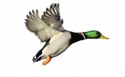 Mallard Duck Clipart | Clipart Panda - Free Clipart Images