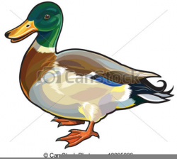 Mallard Duck Clipart | Free Images at Clker.com - vector clip art ...