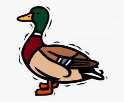 Mallard Duck Clipart - Free Transparent PNG Download - PNGkey