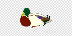 Duck, Illustration, Bird, transparent png image & clipart free download
