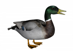 Duck clipart realistic, Duck realistic Transparent FREE for download ...