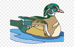 Duck Clipart Swimming - Clip Art - Png Download (#1732556) - PinClipart