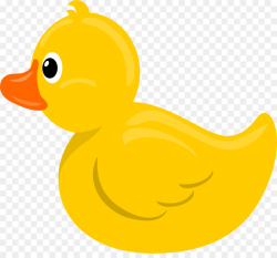 Duck, Bird, transparent png image & clipart free download