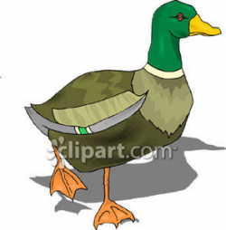Walking Mallard Duck - Royalty Free Clipart Picture