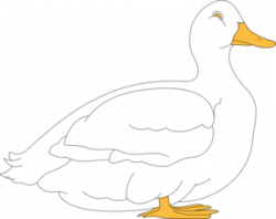 Free Duck White Cliparts, Download Free Clip Art, Free Clip Art on ...