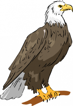 Bald eagle eagle clipart - Clipartix