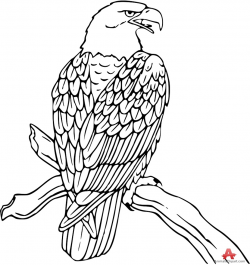 15 Black and White Bald Eagle Pictures Images | Black And White ...