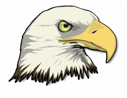 Png Stock Eagle Head Transparent Image - Bald Eagle Head Clipart ...