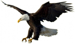 14 cliparts for free. Download Realistic clipart eagle images and ...