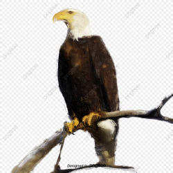 The Majestic Elements Of Eagle Standing Branches, Element, Ferocious ...