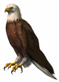 Eagle clipart no background - Clip Art Library