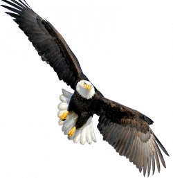 Eagle PNG Images Transparent Free Download | PNGMart.com