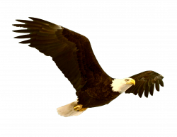 Eagle PNG Images Transparent Free Download | PNGMart.com