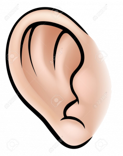 Ear An Illustration Of Human Body Part Clipart Ears Clip Art ...