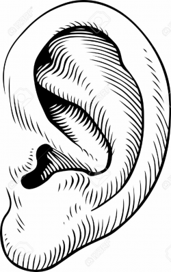 human ears clipart black and white - Google Search | Human ...