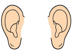 Free Ear Clipart, Download Free Clip Art on Owips.com
