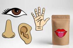 Five senses clipart tongue mouth, nose, ear, eye, hand