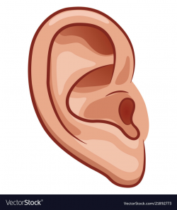 Ear on white background