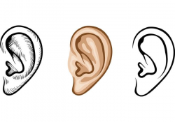 Human Ear Vectors - Download Free Vectors, Clipart Graphics ...