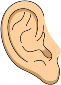 Left ear clipart free clip art image image - Clip Art Library