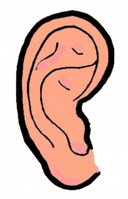 Right Ear Clipart - Clip Art Bay