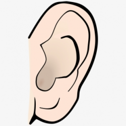 Ear clipart small ear, Ear small ear Transparent FREE for ...