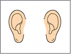 Ears clipart small ear, Ears small ear Transparent FREE for ...