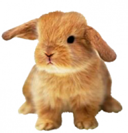 Funny Easter Bunny Clipart