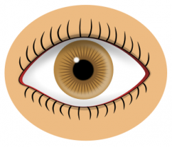 Free Colored Eyeball Clipart, 2 pages of Public Domain Clip Art